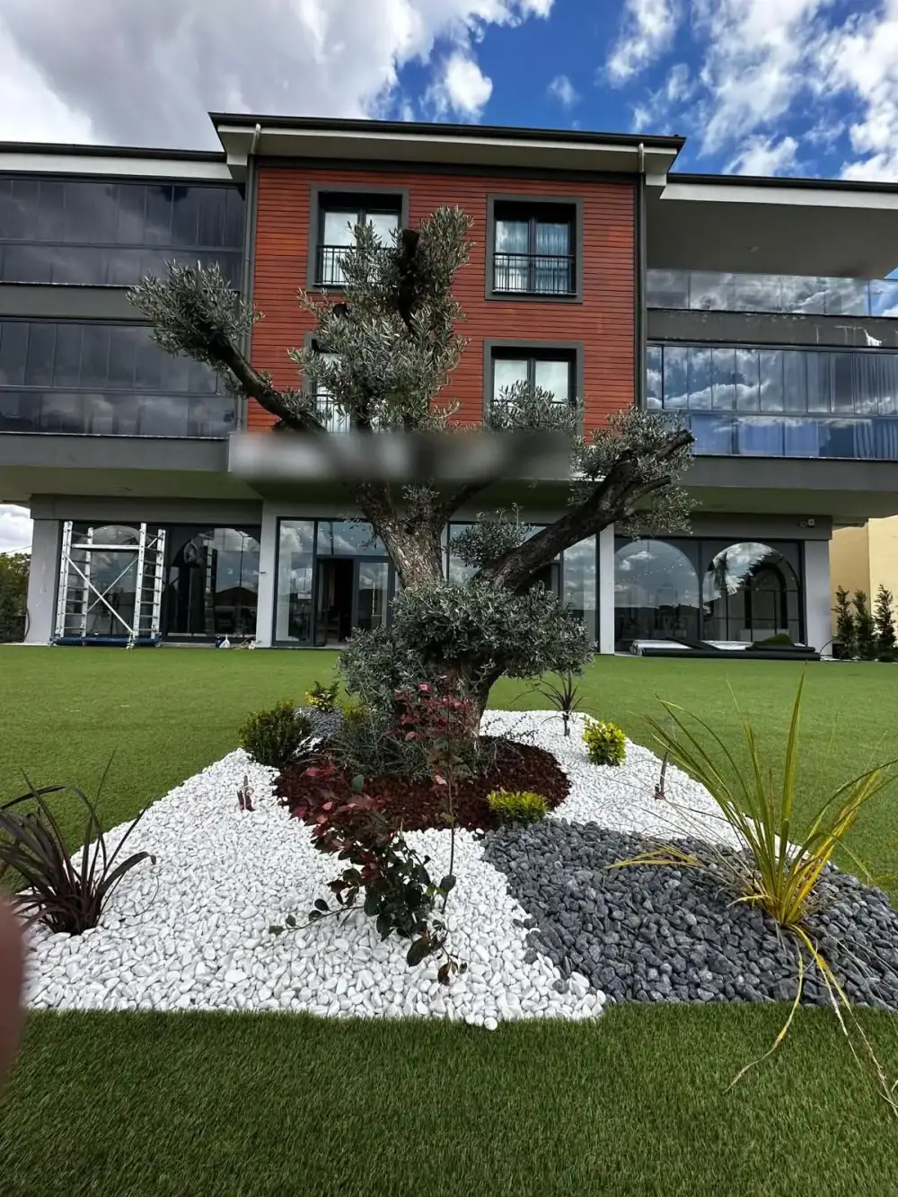 Prestij Peyzaj zeytin ağacı uygulaması