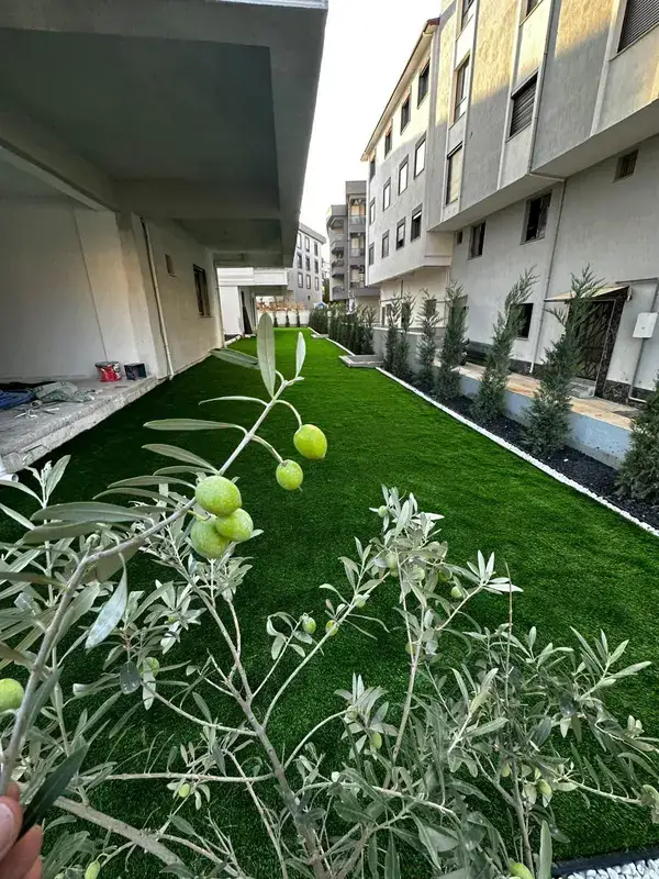 Zeytin ağacı ve geniş çim alanı